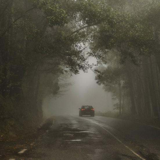 bil på landevej gennem skov